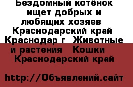 Бездомный котёнок ищет добрых и любящих хозяев - Краснодарский край, Краснодар г. Животные и растения » Кошки   . Краснодарский край